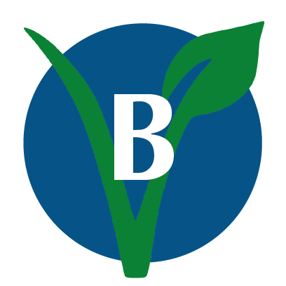 BERENJENA 